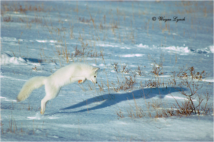 Arctic Fox 102 by Dr. Wayne Lynch &copy;